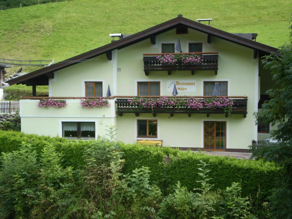 Zahrada ubytování Pension Herzoggut