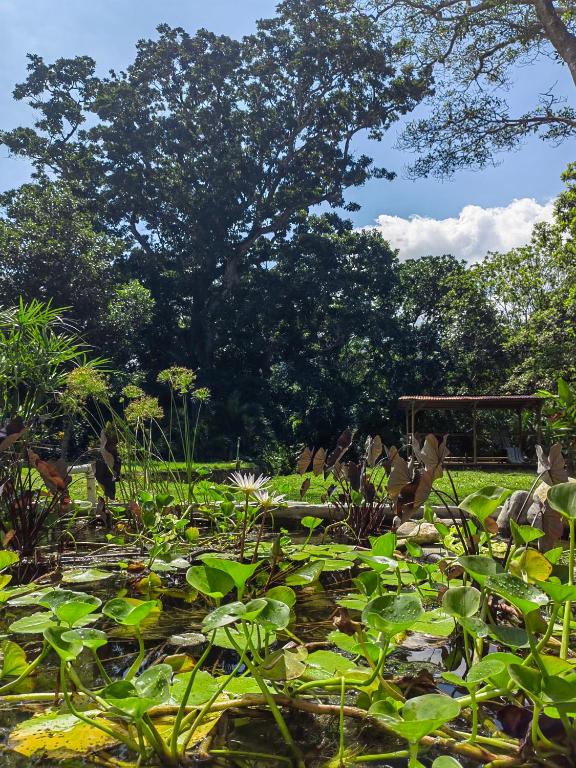 Zahrada ubytování Treehouse Tayrona