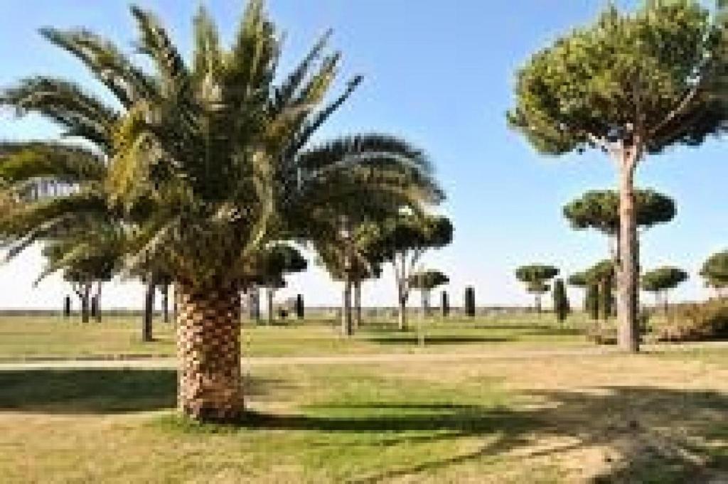 un palmier dans un champ d'herbe dans l'établissement Résidence Les Caraibes - T2 dans résidence avec piscine MAE-5411, au Grau-du-Roi