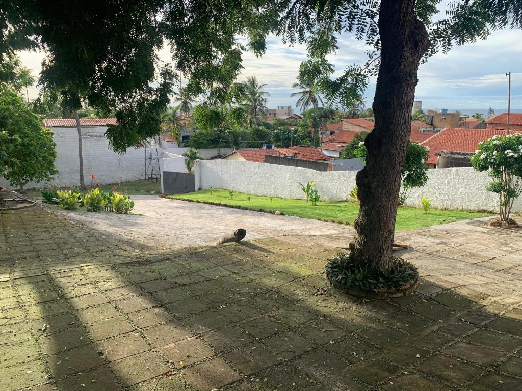 a cat sitting next to a tree in a courtyard at Chalés de Morro Branco in Beberibe