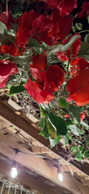 a bunch of red flowers on a ceiling at Casa bougainville in Caucaia