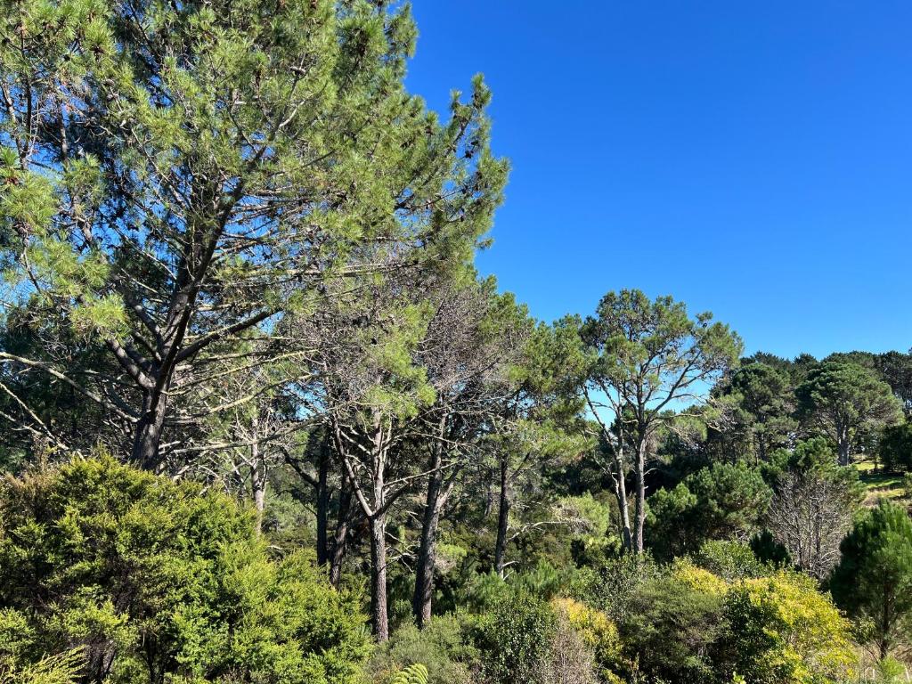 Peaceful Bush Getaway - Resim 24