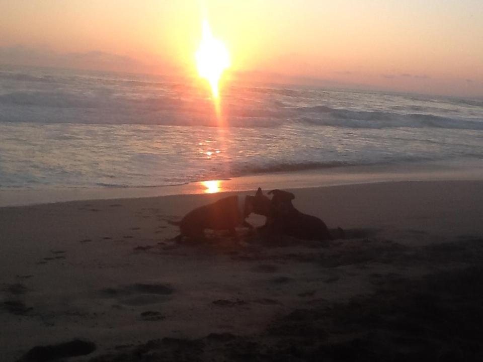 una vaca yaciendo en la playa al atardecer en Hostal Caparazona, en Puerto Escondido