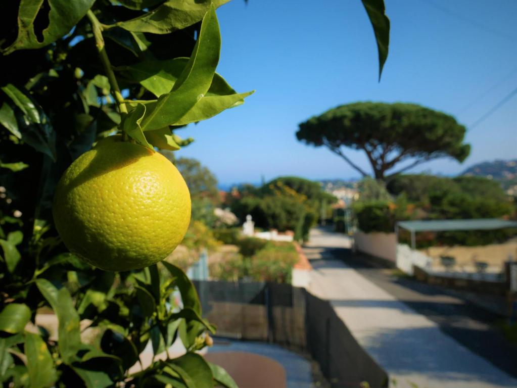 a lemon hanging from a tree on a street at Bel appartement 3 pièces en villa climatisé 800m plage WIFI in Cavalaire-sur-Mer