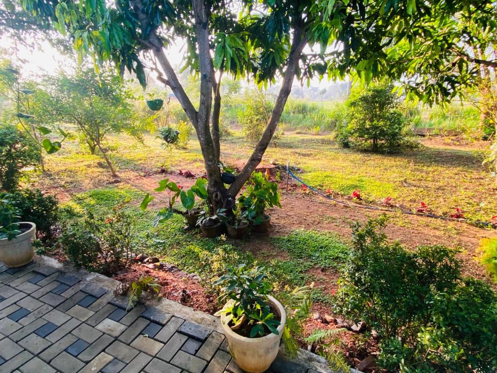 Zahrada ubytování Fairview Dill homestay