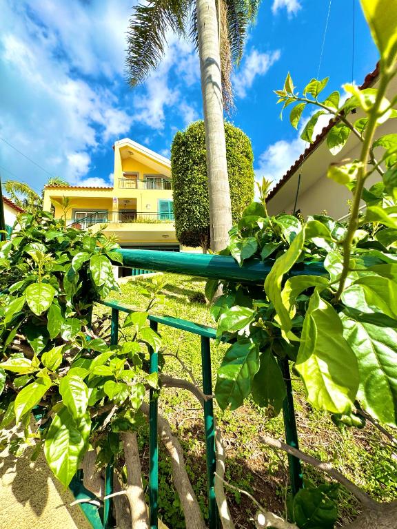 a green fence in front of a palm tree at The Sun Edge House in Ponta do Sol