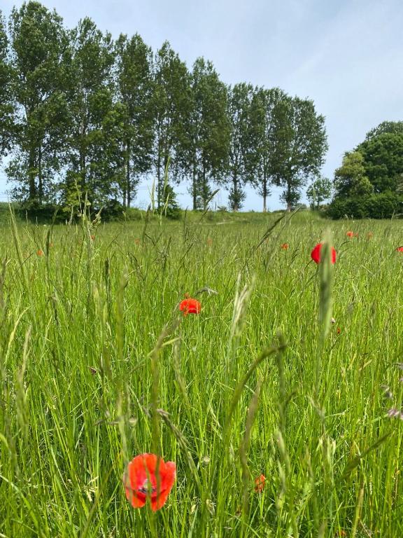 Zahrada ubytování De Fazant - Tiny House in de Zeeuwse Natuur
