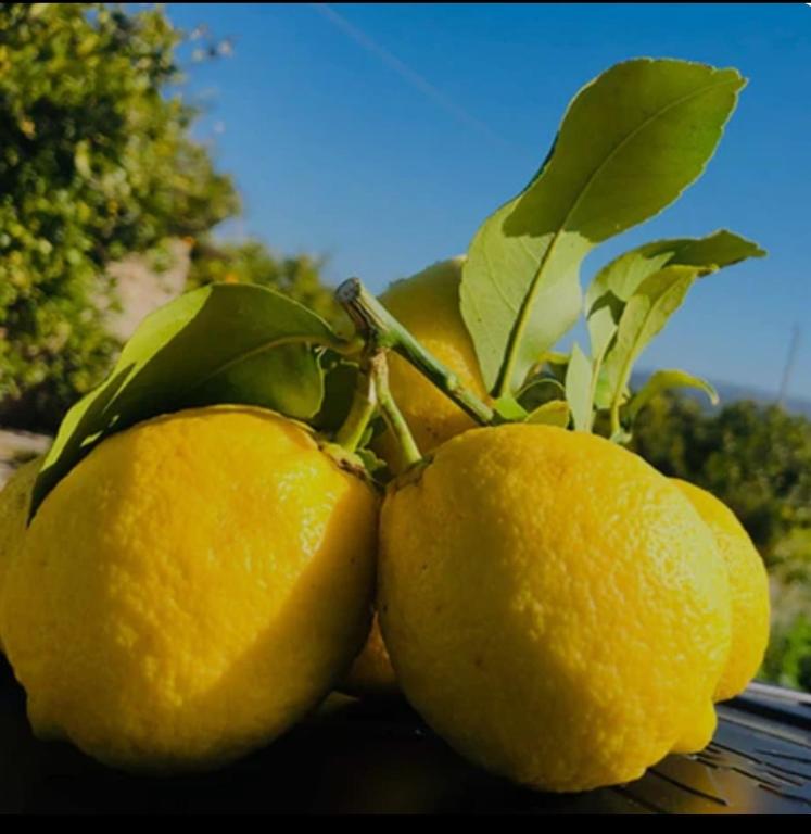 Kép Sicilian Garden szállásáról Avolában a galériában