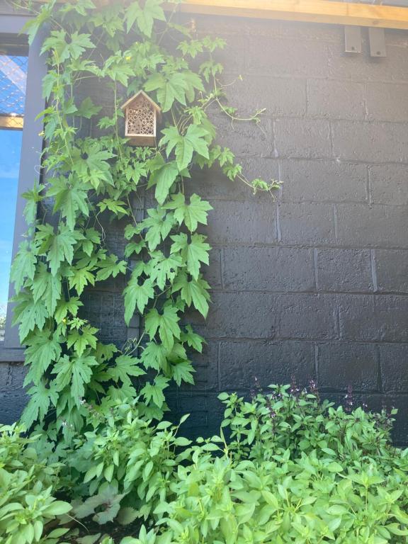 Spacious and Sunny Master Bedroom with shared bathrooms - Resim 31