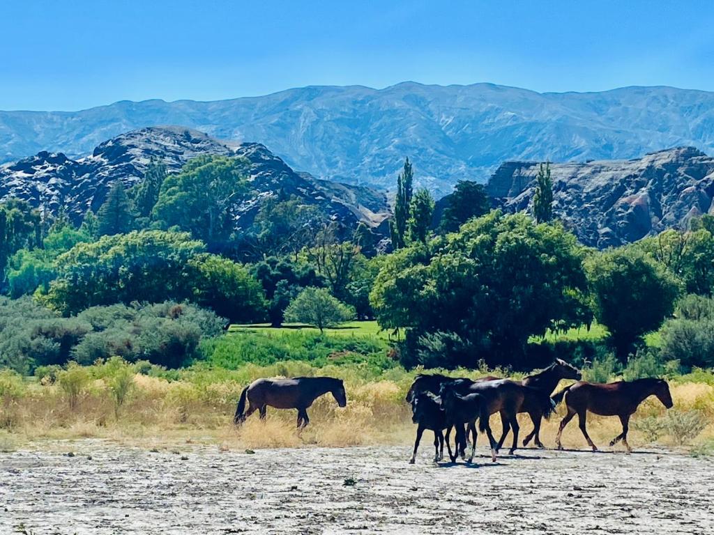 FINCA TIERRA CALMA Casa 1