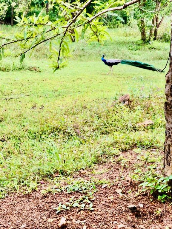 a peacock walking in the grass in a field at Hena Villas Campsite in Kataragama