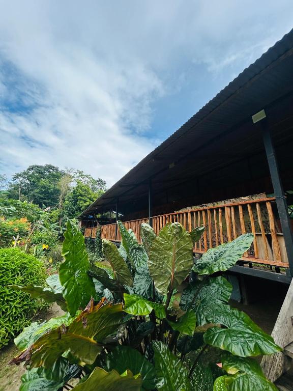 Zahrada ubytování Amazon Renaco Lodge