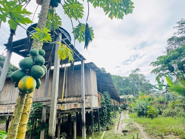 Zahrada ubytování Amazon Renaco Lodge