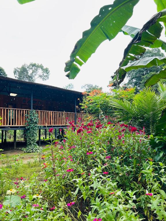 Zahrada ubytování Amazon Renaco Lodge