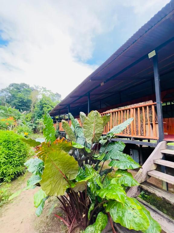 Zahrada ubytování Amazon Renaco Lodge
