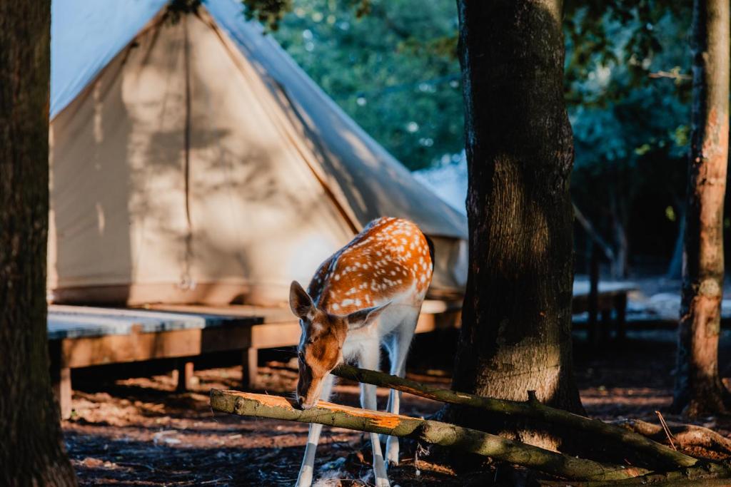 Fotografie z fotogalerie ubytování AMANI - Aap v destinaci Lichtaart