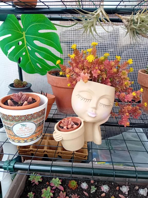 a shelf with potted plants and flowers on it at Cabaña Ikizen II in Barbadillo del Pez