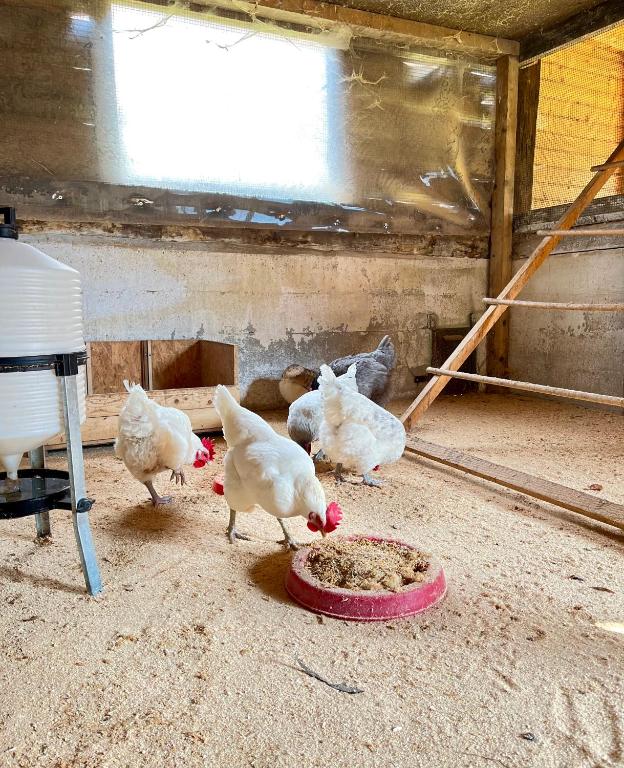 Zwierzęta w gospodarstwie agroturystycznym lub w pobliżu
