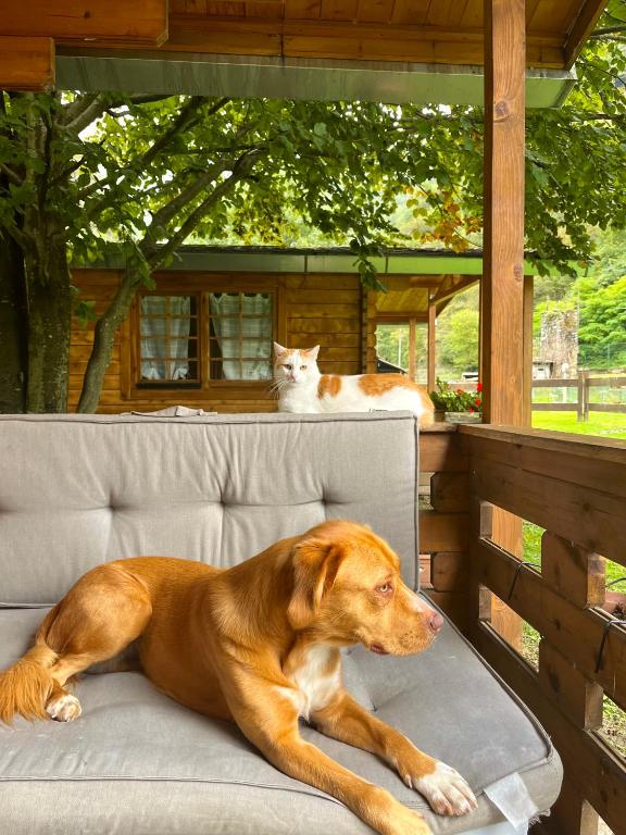 Zwierzęta zatrzymujące się w obiekcie Agriturismo La Vecchia Chioderia