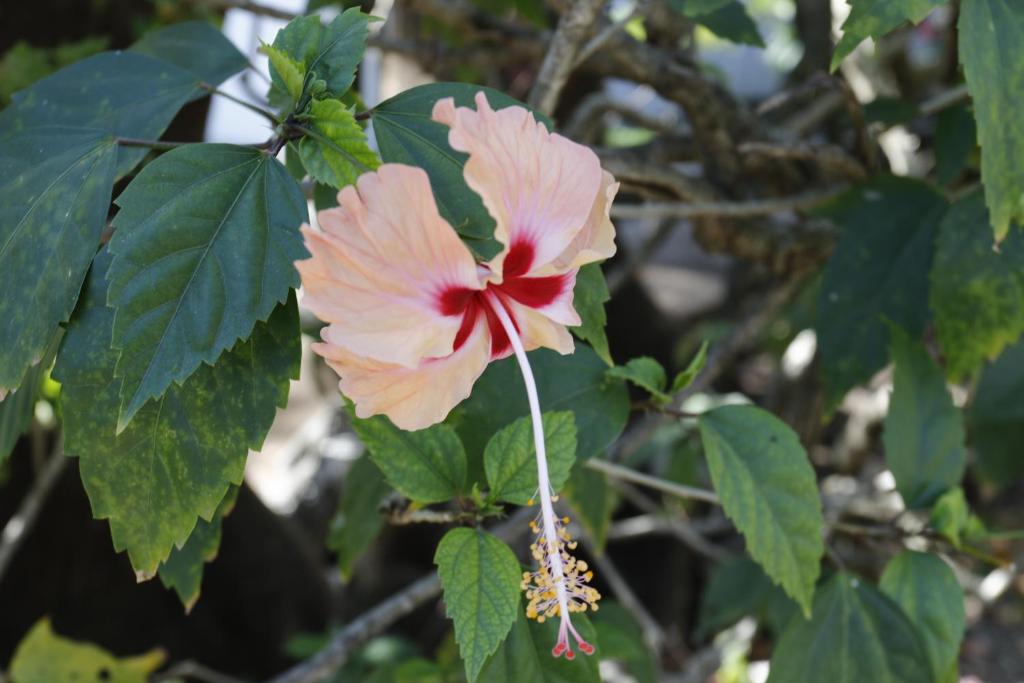 Zahrada ubytování Hotel Hibiscus