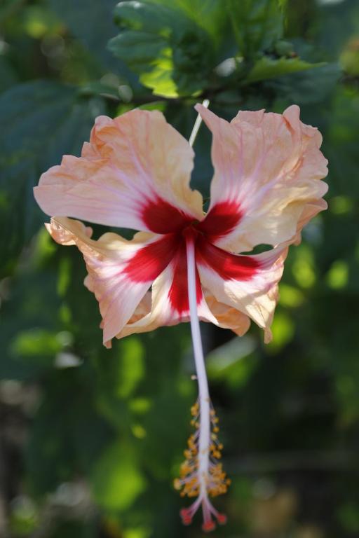 Fotografie z fotogalerie ubytování Hotel Hibiscus v destinaci Playa Junquillal