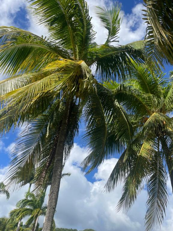 Fotografie z fotogalerie ubytování Couleur Caraïbes-Ti rêve appartement vue mer pierre&vacances v destinaci Sainte-Luce