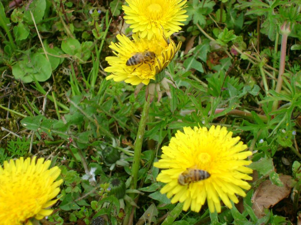 dos abejas sentadas encima de flores amarillas en B&B Lattemiele, en Fontanellato