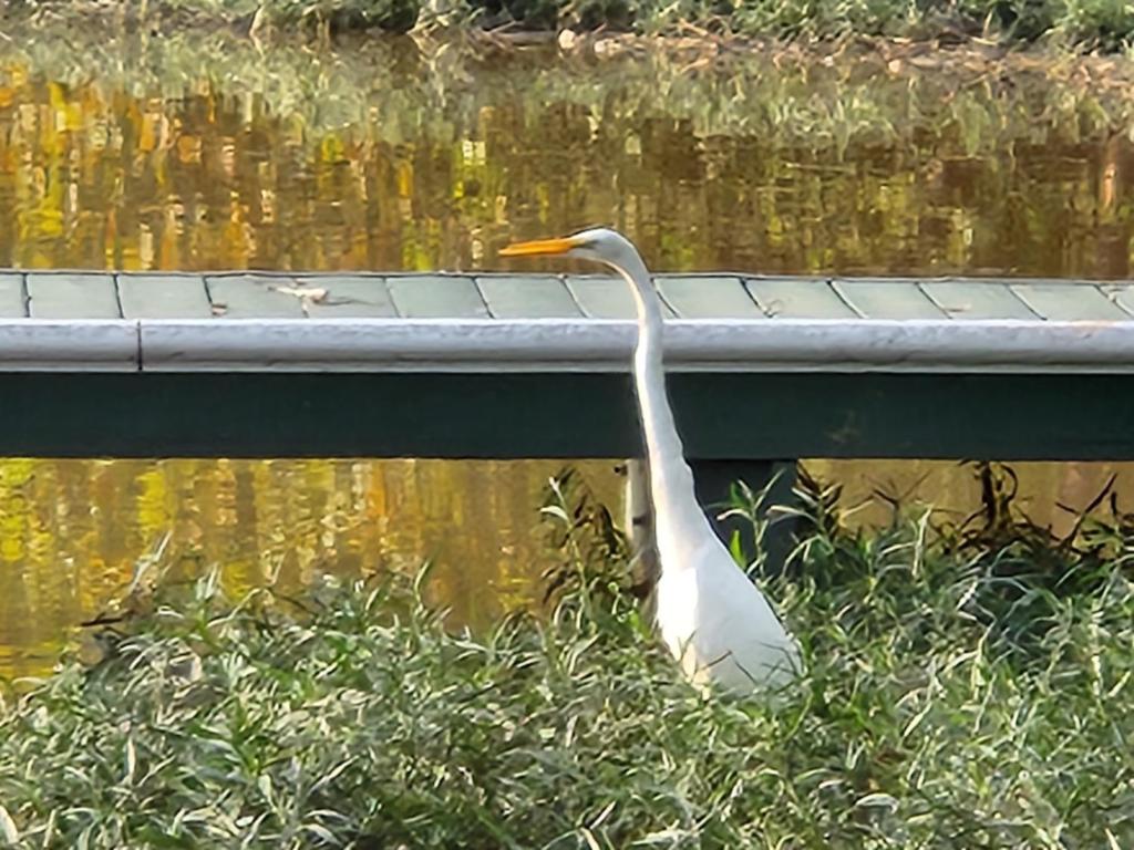 a white bird standing in the grass near the water at Lake Greenwood Lodge Main House and guesthouse in Isle of Pines