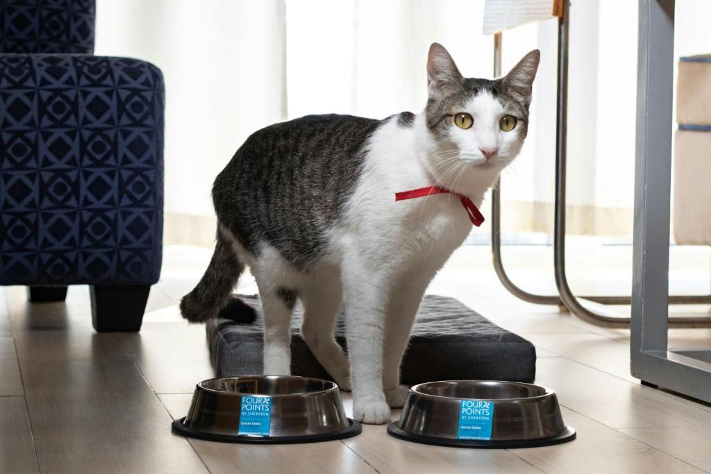 Pet ou pets ficando com hóspedes em Four Points by Sheraton Cancun Centro
