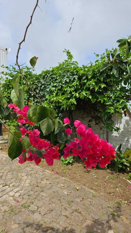 Zahrada ubytování Serene Escape in Porto Madeira