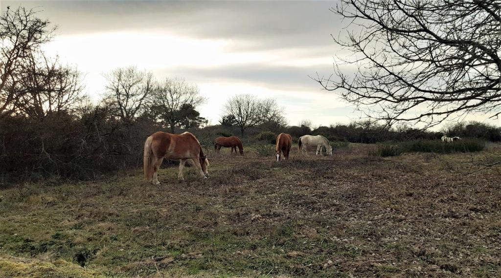 un groupe de chevaux paissant dans un champ dans l'établissement Lilonna Ocean gite de charme océan, à Les Sables-dʼOlonne
