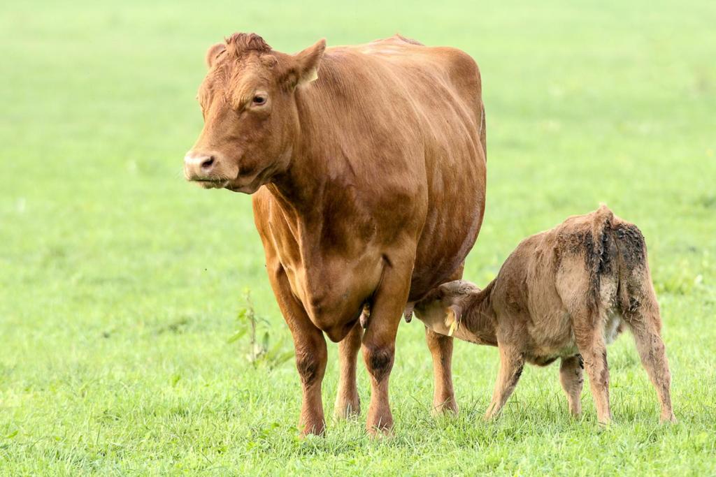 Zvířata v farmy nebo okolí