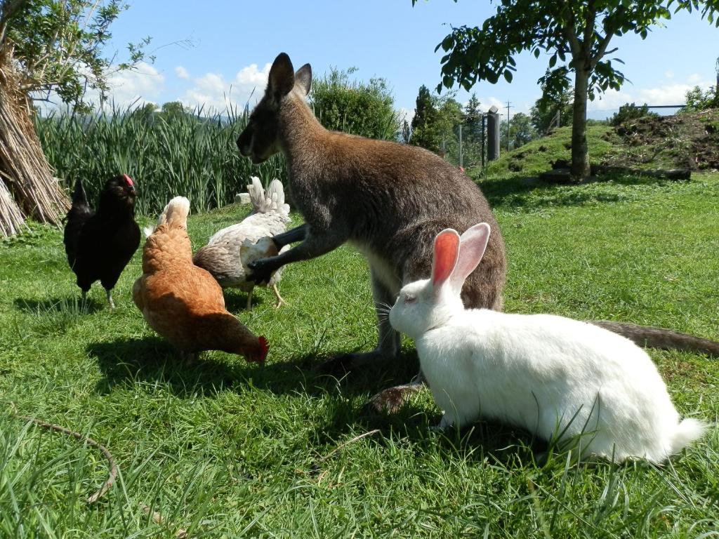 a group of rabbits and chickens in the grass at Steigmatt Bauernhof- Erlebnis in Montlingen