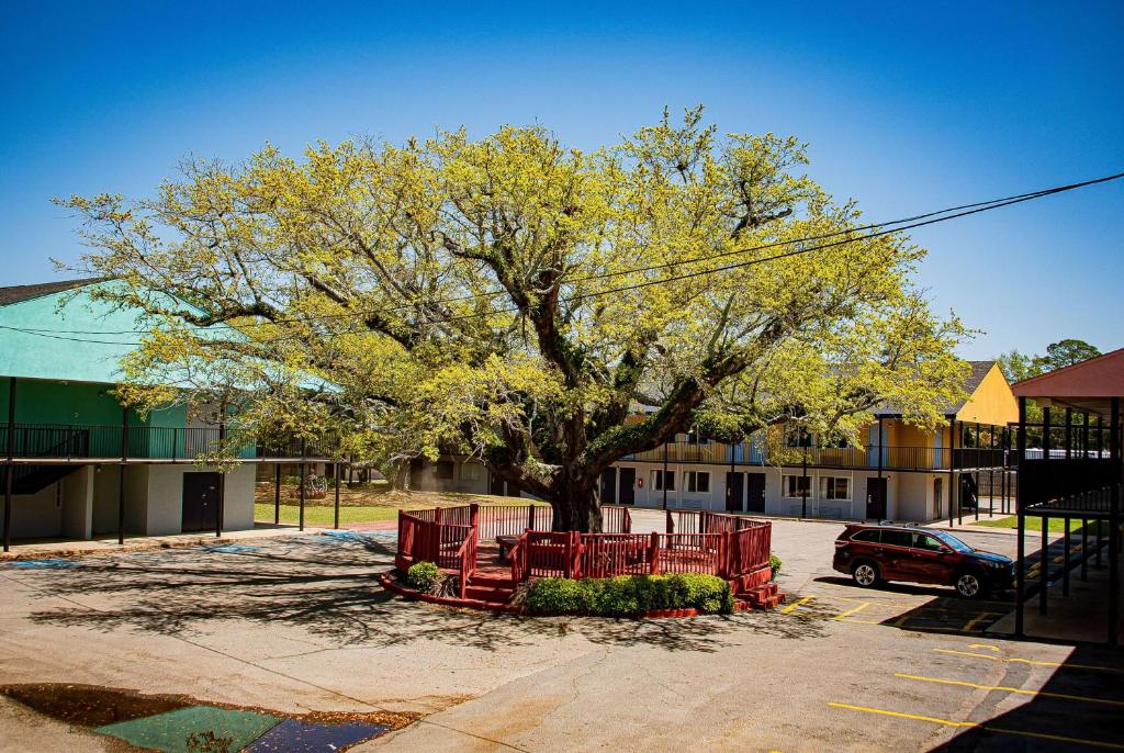 a tree in a parking lot in front of a building at Super 8 by Wyndham Biloxi in Biloxi