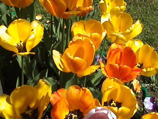 a bunch of yellow and orange flowers in a field at Haus Waldfriede in Pertisau