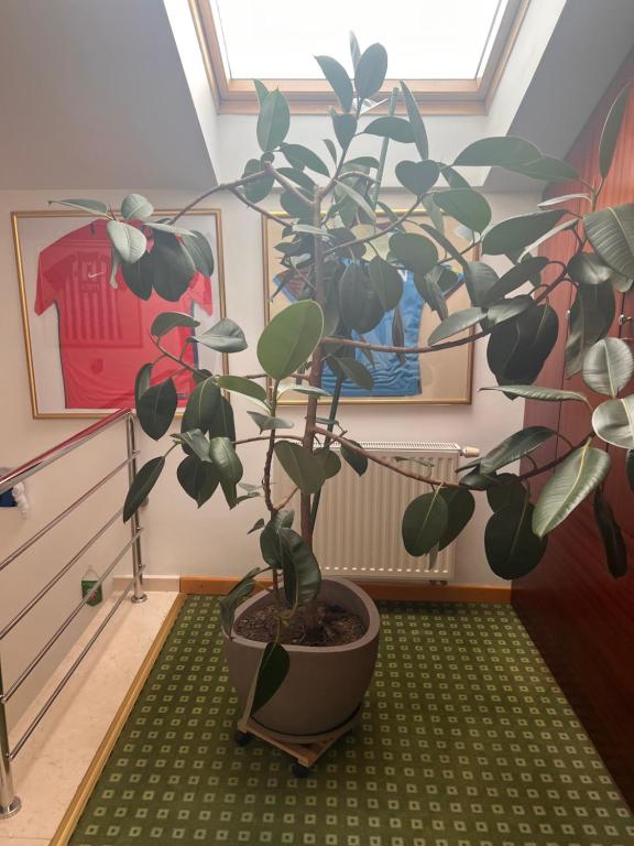 Hotel Jasmine - Resim 28