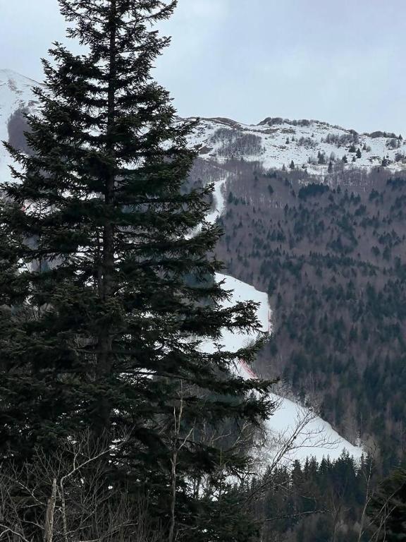 a pine tree on the side of a mountain at Inserrata Abetone in Tuscany in Abetone