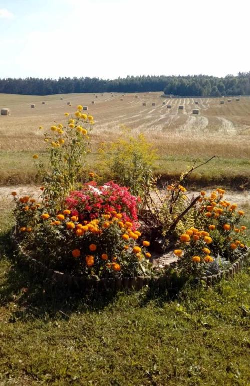 Vonkajšia záhrada v ubytovaní Wczasy na Kaszubach u Hani