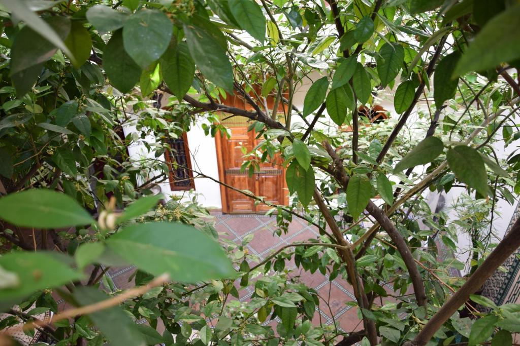 Zahrada ubytování Riad Granvilier