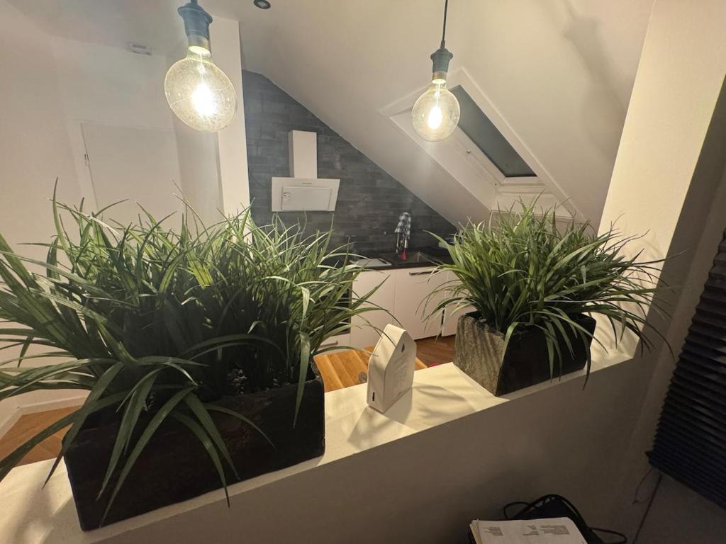 two potted plants on a counter in a room at Apartment inklusiver großer Terrasse in Andernach