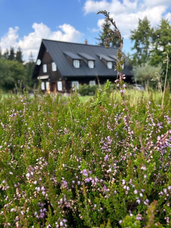 a field of flowers with a house in the background at Chalupa Luisko in Deštné v Orlických horách