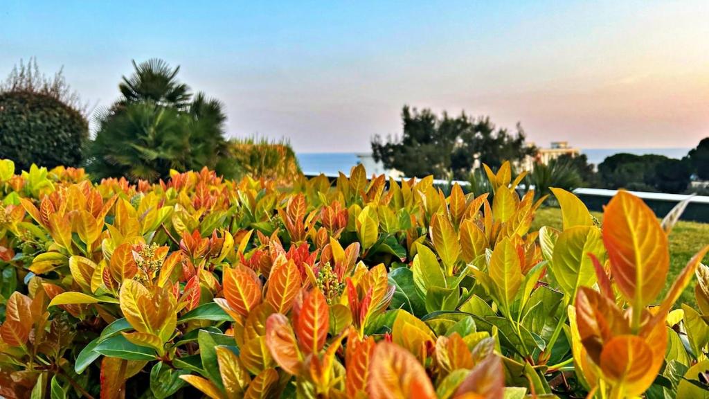 un champ de plantes colorées avec l'océan en arrière-plan dans l'établissement Le Ciel, à Nice