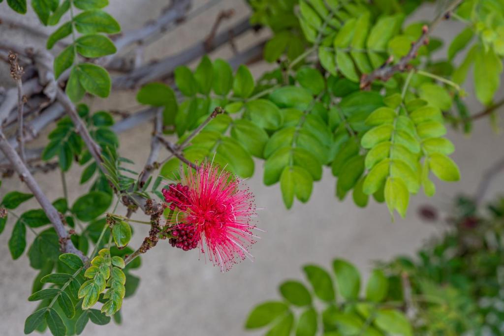 a pink flower on a tree with green leaves at Coachella Dream - Luxury Mid-Term Rental in Indio