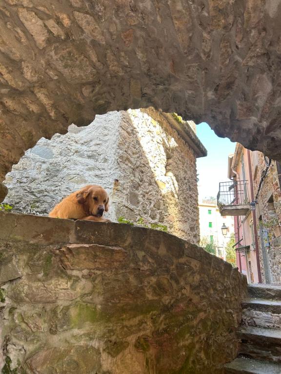 Domácí mazlíčci ubytovaní s hosty v ubytování El Fossadeu-Biassa-Cinque Terre