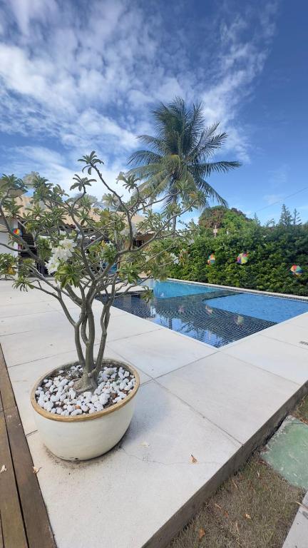 a bonsai tree in a pot next to a swimming pool at Casa e Flat Rio e Praia in Paulista