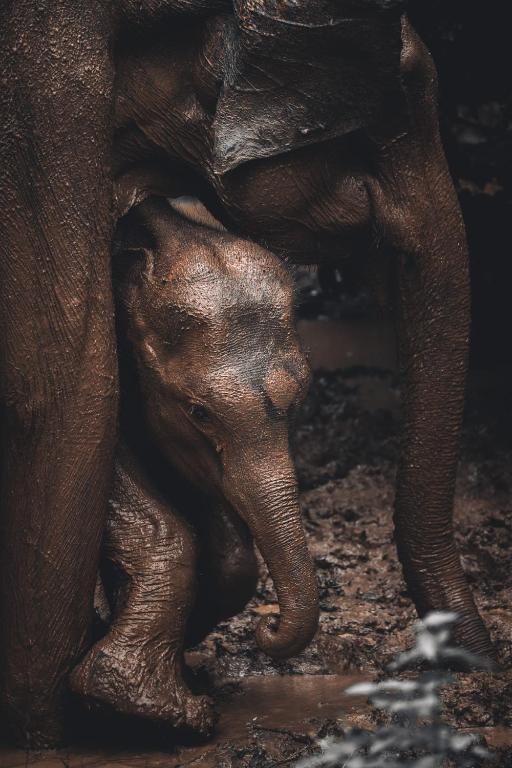 Fotografie z fotogalerie ubytování Wild Safari Nest Udawalawe v Udawalawe
