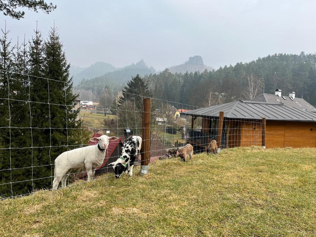Zvířata v prázdninového areálu nebo okolí