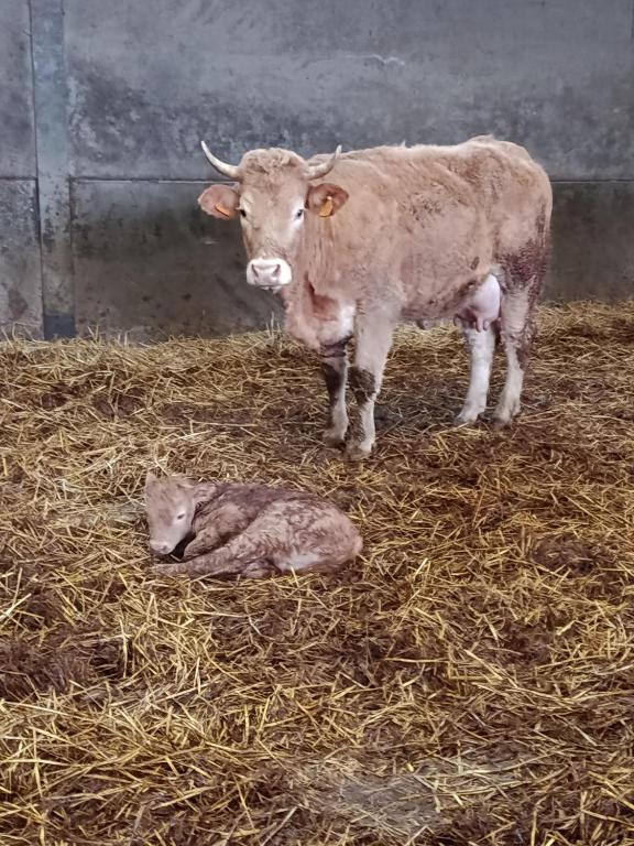 Zvířata v prázdninového domu nebo okolí