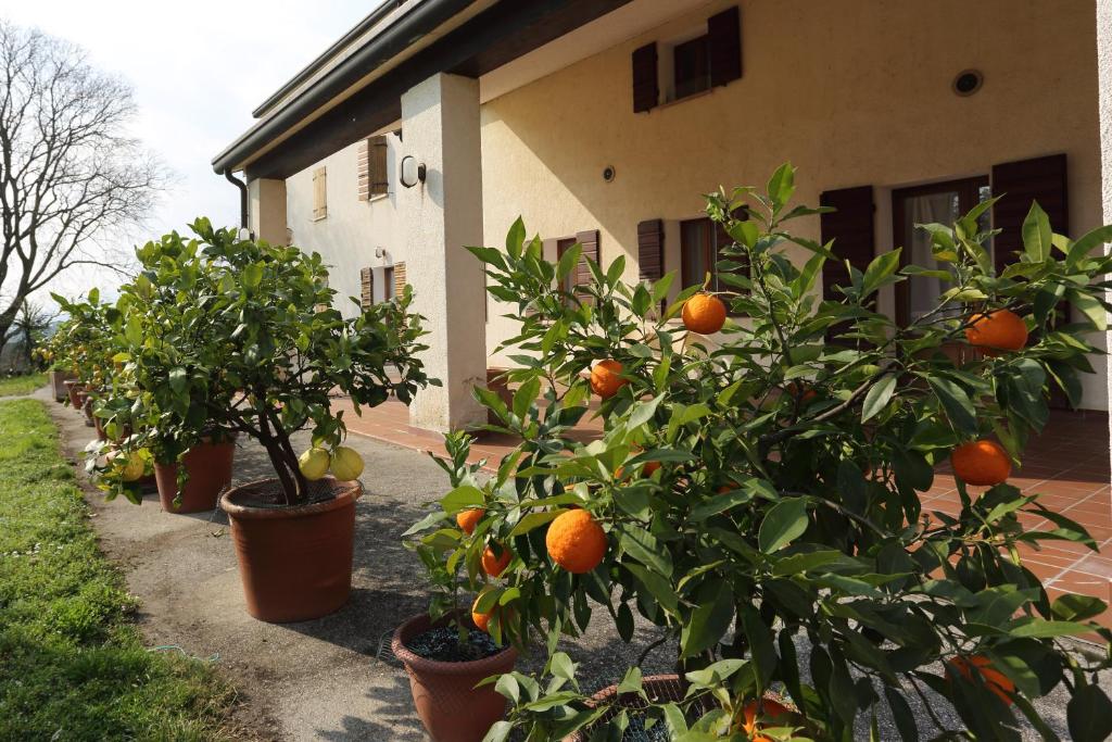Zahrada ubytování Albergo Volpara