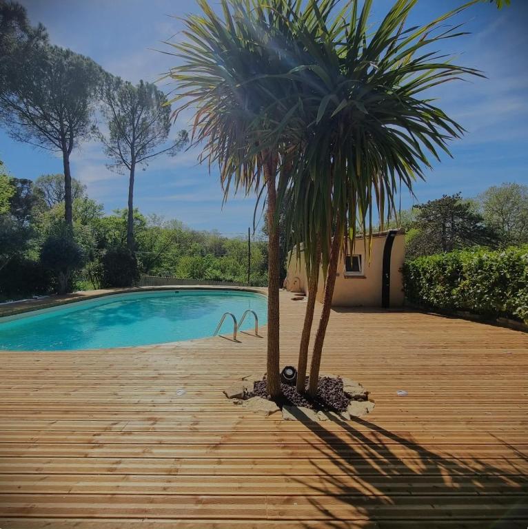2 palmiers à côté d'une piscine dans l'établissement L'éden de Rosy proche de Carcassonne, à Alairac